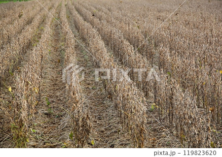 収穫期を迎えた転作田の大豆 119823620