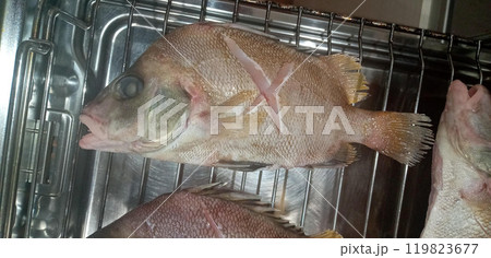 タモリをグリルで焼こうとしている 119823677