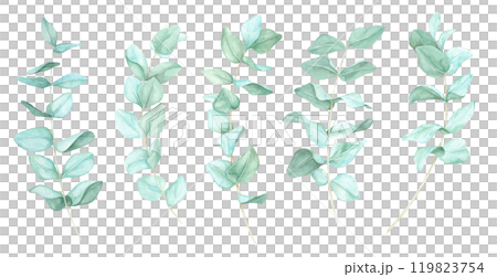 Multiple eucalyptus branches in watercolor style, showcasing delicate leaves. Floral Clipart Ideal for stationery, social media graphics, or eco-product branding. Complements natural-themed designs 119823754