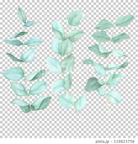 Eucalyptus branches with pastel green leaves. Watercolor floral clipart Ideal for wedding stationery, invitation designs, or eco-friendly product packaging. Perfect for digital or printed merchandise Eucalyptus branches with pastel green leaves. Watercolor floral clipart Ideal for wedding stationery, invitation designs, or eco-friendly product packaging. Perfect for digital or printed merchandise 119823756
