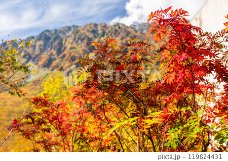 《富山県》紅葉の黒部平・立山黒部アルペンルート 119824431
