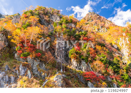 《富山県》秋の立山黒部アルペンルート・大観峰の紅葉 119824997