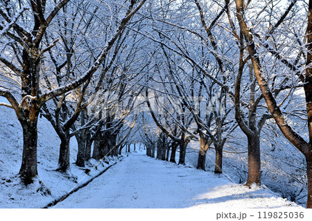 雪の積もった桜の並木道 雪の積もった桜の並木道 119825036