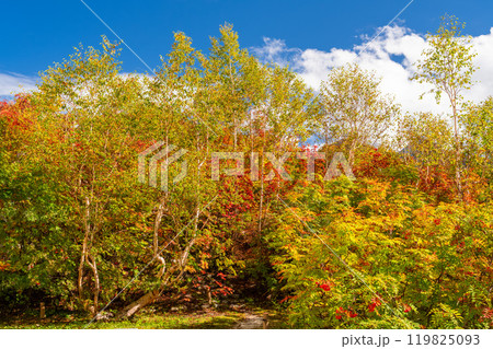 《長野県》山の紅葉・秋の黒部平 119825093