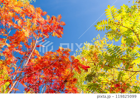 《長野県》山の紅葉・秋の黒部平 119825099