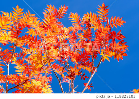 《長野県》山の紅葉・秋の黒部平 《長野県》山の紅葉・秋の黒部平 119825103