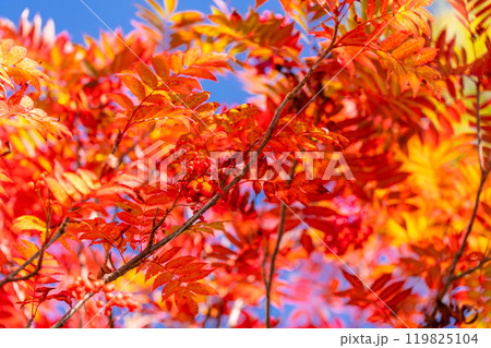 《長野県》山の紅葉・秋の黒部平 《長野県》山の紅葉・秋の黒部平 119825104