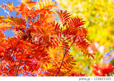 《長野県》山の紅葉・秋の黒部平 119825105