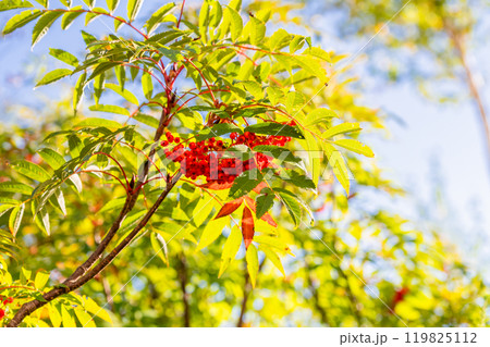 《長野県》山の紅葉・秋の黒部平 《長野県》山の紅葉・秋の黒部平 119825112