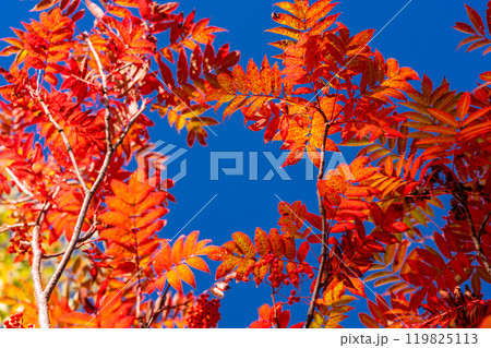 《長野県》山の紅葉・秋の黒部平 《長野県》山の紅葉・秋の黒部平 119825113