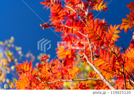 《長野県》山の紅葉・秋の黒部平 119825120