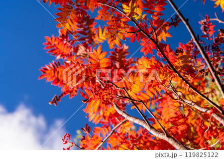 《長野県》山の紅葉・秋の黒部平 119825122