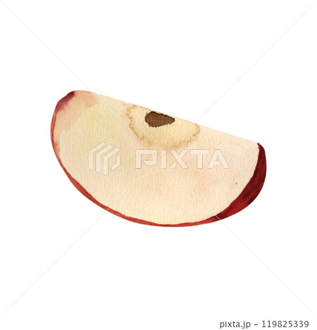 Juicy slice of red apple, watercolor realistic botanical illustration, for prints, invitations, cards dedicated to the autumn holidays Thanksgiving, harvest festival, farmer's market, kitchen, menu 119825339