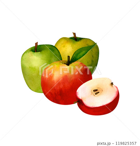 Juicy red and green apple, watercolor realistic botanical illustration, for prints, invitations, postcards to the autumn holidays Thanksgiving, harvest festival, farmer's market, kitchen, menu 119825357