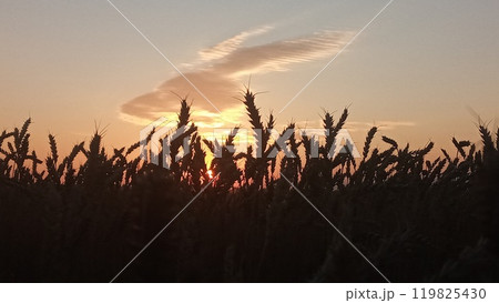 Golden wheat field at sunset with a beautiful sky and clouds in the background 119825430