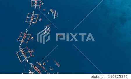 Aerial view Whale shark swimming in ocean, Oslob Whale Shark Watching, Whale shark watching in Oslob , Cebu , Philippines, Oslob, Cebu, Philippines. 119825522