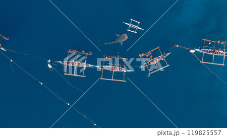 Aerial view Whale shark swimming in ocean, Oslob Whale Shark Watching, Whale shark watching in Oslob , Cebu , Philippines, Oslob, Cebu, Philippines. Aerial view Whale shark swimming in ocean, Oslob Whale Shark Watching, Whale shark watching in Oslob , Cebu , Philippines, Oslob, Cebu, Philippines. 119825557