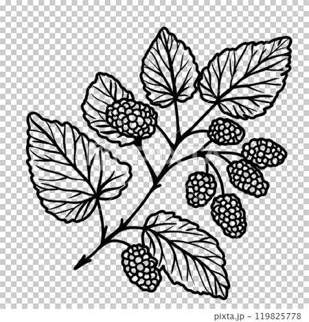 Mulberry branch leaf Hand drawn Christmas Winter christianity religion graphic vector illustration isolated on white background color editable  119825778