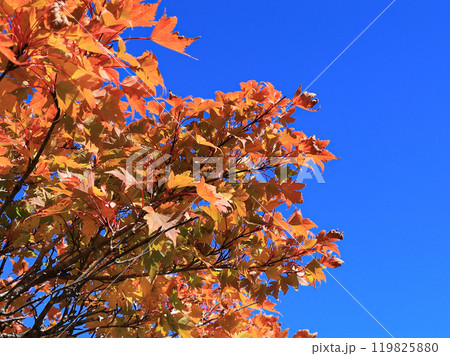 青空と紅葉 青空と紅葉 119825880