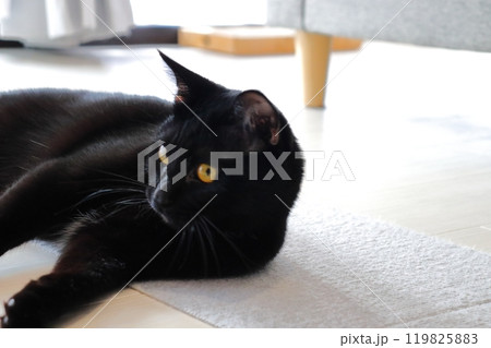 床に横たわる黒猫 床に横たわる黒猫 119825883