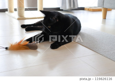 床に横たわってオモチャで遊ぶ黒猫 119826116