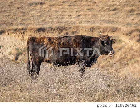 A brown and black cow stands among dry grass in a sunlit field A brown and black cow stands among dry grass in a sunlit field 119826462