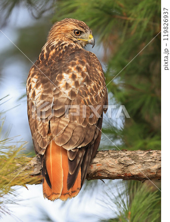 Red-tailed Hawk perched on a branch tree in the forest, Quebec, Canada Red-tailed Hawk perched on a branch tree in the forest, Quebec, Canada 119826937