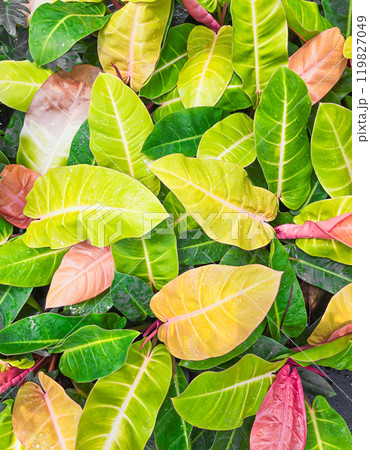 Philodendron sunlight for garden decoration Philodendron sunlight for garden decoration 119827049