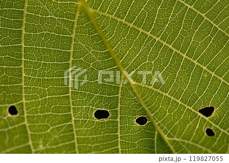 holes in green leaves caused by caterpillars. 119827055