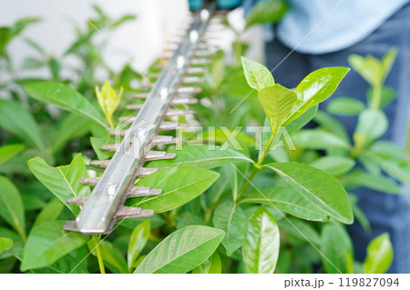 Gardener trimming bush by electric hedge clippers in garden. Hobby at home. Gardener trimming bush by electric hedge clippers in garden. Hobby at home. 119827094
