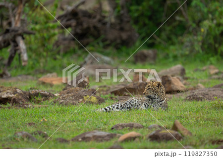 Leopard cub lies turning head among rocks 119827350