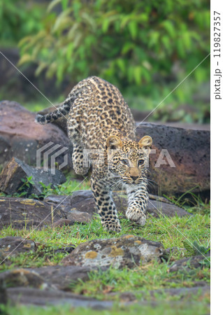 Leopard cub runs across rocks near bushes Leopard cub runs across rocks near bushes 119827357