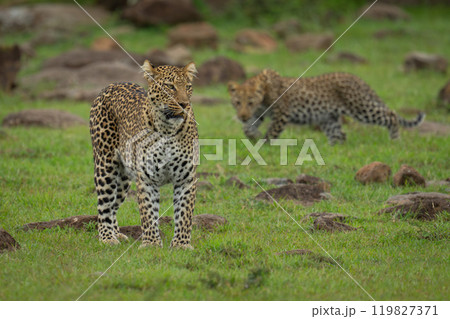 Leopard cub stalks mother on rocky ground 119827371