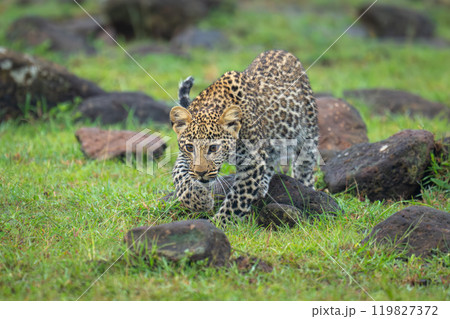 Leopard cub stalks toward camera over rocks 119827372