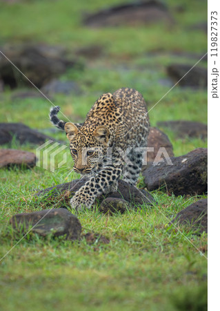 Leopard cub stalks towards camera over rocks Leopard cub stalks towards camera over rocks 119827373