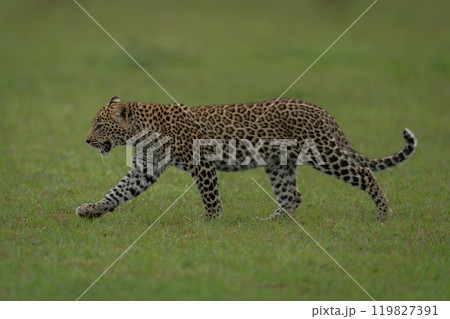 Leopard cub walks across grassland raising paw Leopard cub walks across grassland raising paw 119827391