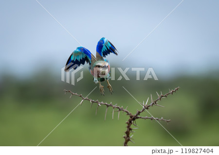 Lilac-breasted roller flaps wings over whistling thorns Lilac-breasted roller flaps wings over whistling thorns 119827404