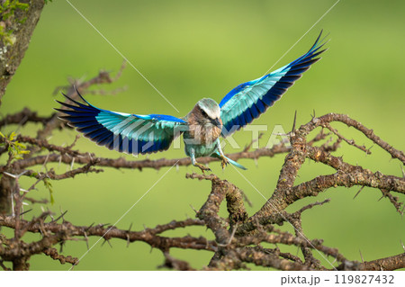 Lilac-breasted roller spreads wings landing on thornbush Lilac-breasted roller spreads wings landing on thornbush 119827432