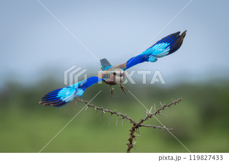 Lilac-breasted roller spreads wings over whistling thorns Lilac-breasted roller spreads wings over whistling thorns 119827433