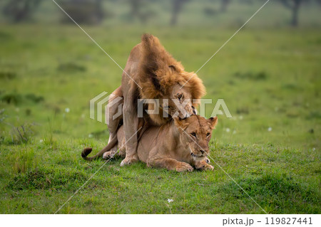 Lion bites neck of lioness during mating 119827441