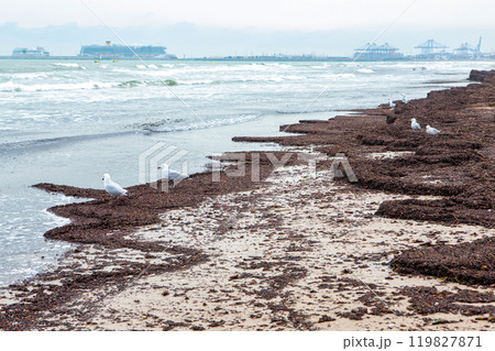 Seaweed Debris Covering Sandy Beach in Overcast Weather by the Coast Seaweed Debris Covering Sandy Beach in Overcast Weather by the Coast 119827871