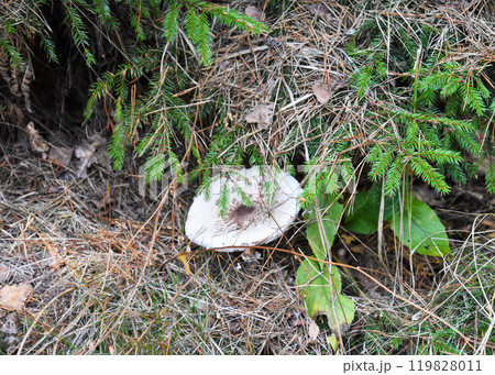 A small white mushroom is currently growing in the lush grass 119828011