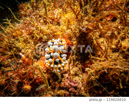 Bright yellow and white Ocellated Phyllidia nudibranch, Phyllidia ocellata, a dorid nudibranch Bright yellow and white Ocellated Phyllidia nudibranch, Phyllidia ocellata, a dorid nudibranch 119828810
