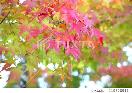 鮮やかな紅葉 119828911