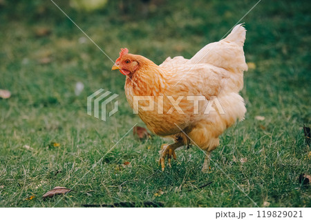 Beautiful adult chicken with colorful plumage walks on the grass and looks at the camera. Portrait of a farm laying hen. Farm animals, chicken. Agriculture and chicken breeding. Modern agriculture. 119829021