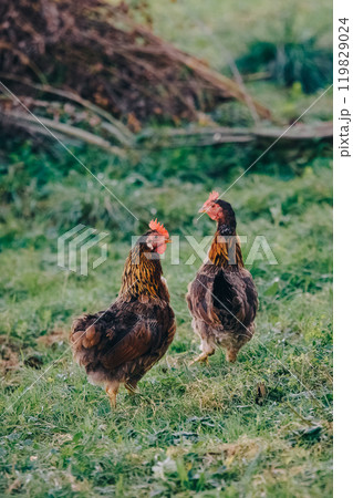 Two laying hens graze in a meadow on a farm. The hens look at the camera, preparing to escape in case of danger. Growing chickens for natural meat and eggs. Poultry farming, modern agriculture. Two laying hens graze in a meadow on a farm. The hens look at the camera, preparing to escape in case of danger. Growing chickens for natural meat and eggs. Poultry farming, modern agriculture. 119829024