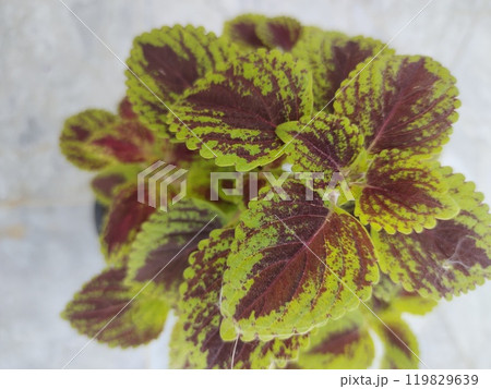 Coleus variety green and maroon 119829639