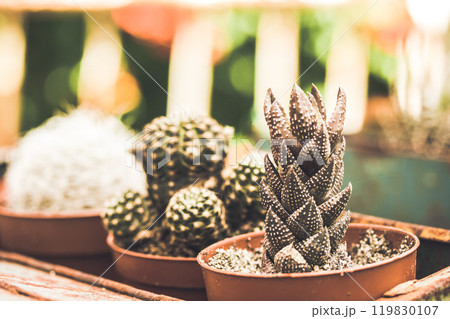 Haworthiopsis reinwardtii succulent cacti plant cactuses in garden flower pots Haworthiopsis reinwardtii succulent cacti plant cactuses in garden flower pots 119830107