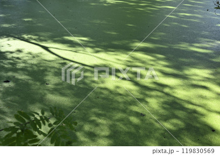 a green water surface covered with algae 119830569