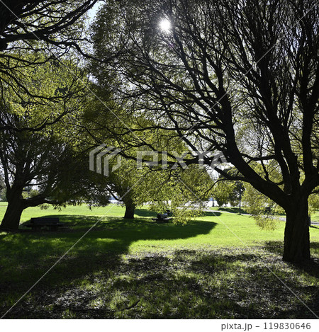 a tranquil park setting, with sunlight filtering through the branches of large, leafy trees 119830646
